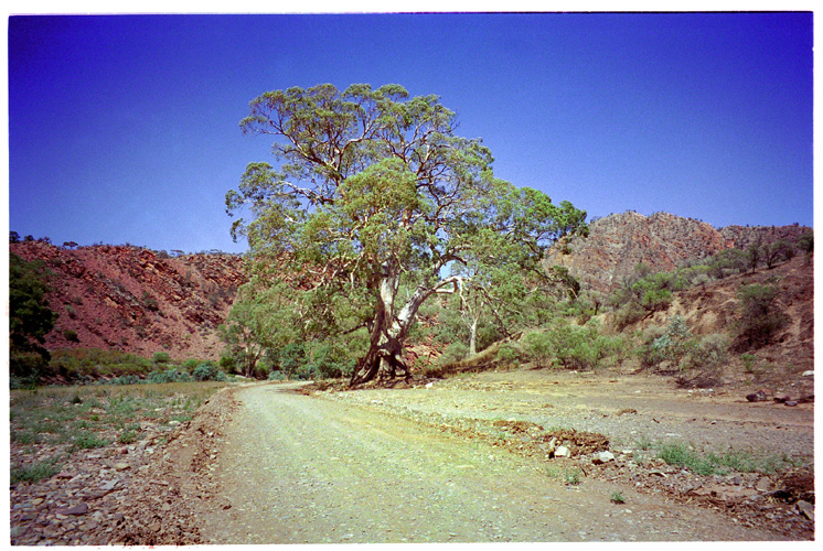 ブニェルー渓谷&nbsp;/&nbsp;Bunyeroo&nbsp;Gorge
