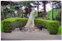 フィッツロイガーデン（フェアリーズツリー）/ Fitzroy Gardens (Fairys Tree)