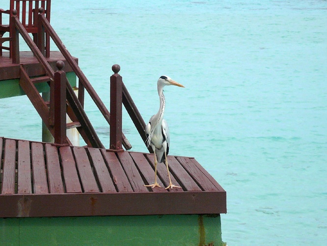 海鳥 / Seabird