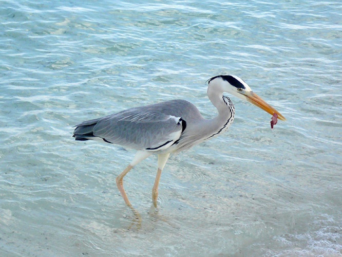 餌をとる海鳥 / Seabird that takes food