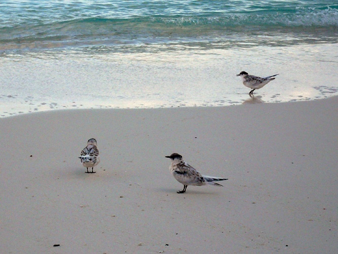 小さい海鳥 / Small Seabird