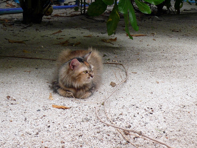 猫 / Cat 