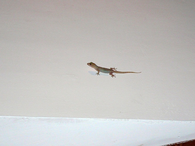 小さなとかげ / Small Lizard