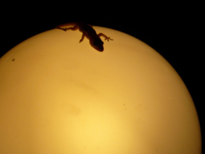 電球で暖まっている小さなとかげ / Small Lizard that gets warm with lamp