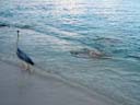 海鳥とエイ / Seabird and Sting Ray