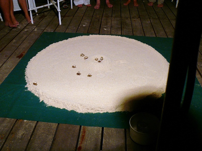 やどかりレース / Hermit Crab Race