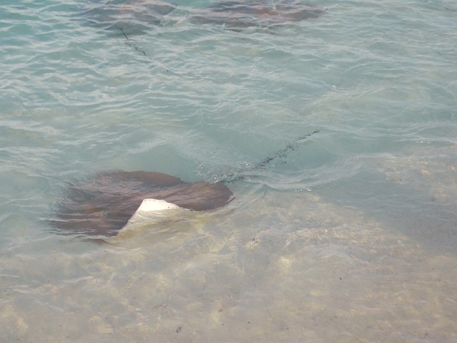 アカエイ / Stingray