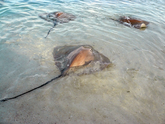 アカエイ / Stingray