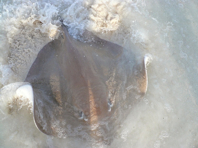 アカエイ / Stingray