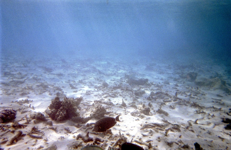 魚と珊瑚 / Fish and Coral