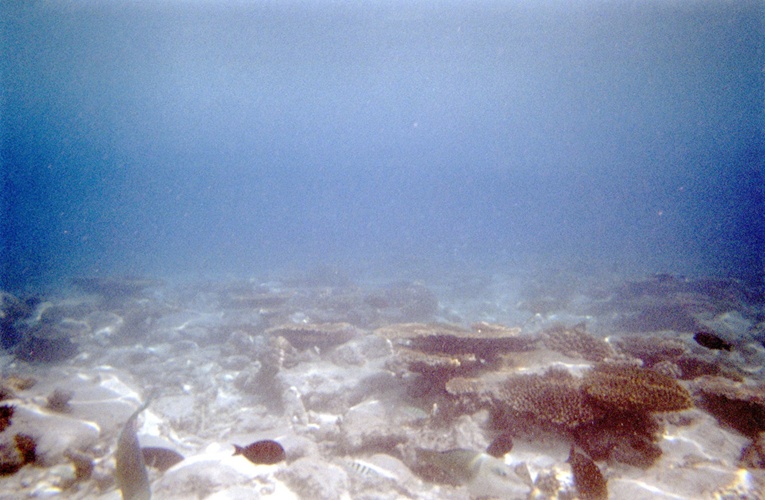 魚と珊瑚 / Fish and Coral